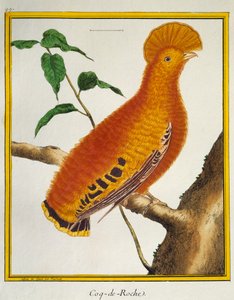 Guianan Cock-of-the-rock (Rupicola rupicola)，来自鸟类自然史 作者 弗朗索瓦·尼古拉斯·马丁内