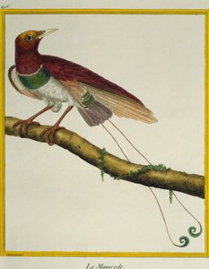 天堂鸟王 (Cicinnurus regius)，来自 Histoire naturelle des oiseaux 作者 弗朗索瓦·尼古拉斯·马丁内