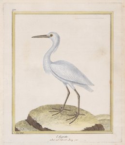 白鹭 白鹭，1770-86。 作者 弗朗索瓦·尼古拉斯·马丁内