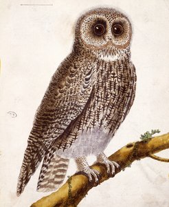 猫头鹰，来自Georges de Buffon的“Histoire Naturelle des Oiseaux”（1707-88）1777年出版