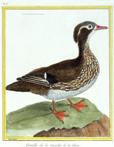 科学。 动物学。 中国青色。 弗朗索瓦·尼古拉斯·马丁内 (Francois Nicolas Martinet) 的雕刻：Histoire naturelle des oiseaux，乔治·路易斯·勒克莱尔·德·布冯 (Georges Louis Leclerc de Buffon)，法国，约 1777 年（彩色雕刻）