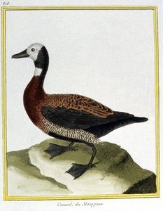 科学。 动物学。 Eurasion Wigeon。 弗朗索瓦·尼古拉斯·马丁内 (Francois Nicolas Martinet) 的雕刻：Histoire naturelle des oiseaux，乔治·路易斯·勒克莱尔·德·布冯 (Georges Louis Leclerc de Buffon)，法国，约 1777 年（彩色雕刻） 作者 弗朗索瓦·尼古拉斯·马丁内