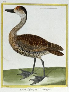 科学。 动物学。 圣多明各的 Wigeon。 弗朗索瓦·尼古拉斯·马丁内 (Francois Nicolas Martinet) 的雕刻：Histoire naturelle des oiseaux，乔治·路易斯·勒克莱尔·德·布冯 (Georges Louis Leclerc de Buffon)，法国，约 1777 年（彩色雕刻） 作者 弗朗索瓦·尼古拉斯·马丁内