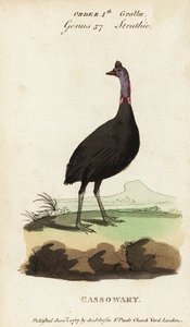 南方沙袋鼠，Casuarius casuarius 作者 弗朗索瓦·尼古拉斯·马丁内