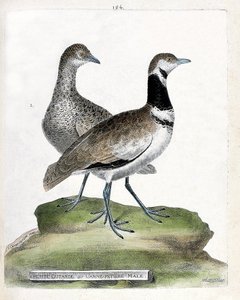 动物学板块（鸟类学）：正面：小鸨或小公蔗，背面：小母蔗（canepetiere bustard或tetrax tetrax）。弗朗索瓦-尼古拉-马的《鸟类的历史，在其出现和敏感方面的绘画》中的插图 作者 弗朗索瓦·尼古拉斯·马丁内