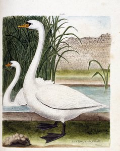 动物学板块（鸟类学）：前面是：天鹅，后面是它的雌性（管状天鹅或cygnus olor）。弗朗索瓦-尼古拉-马丁内特（1731-1800）的《鸟类的历史，以它们的外表和敏感的方面来描绘》中的插图。私人收藏。 作者 弗朗索瓦·尼古拉斯·马丁内