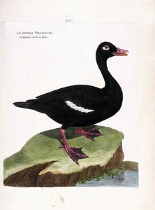 动物学板块（鸟类学）：双凫（棕凫或melanitta fusca）。弗朗索瓦-尼古拉-马丁内特（1731-1800）的《鸟类的历史，在它们的外观和敏感方面的绘画》的插图。私人收藏。 作者 弗朗索瓦·尼古拉斯·马丁内