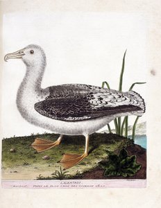 动物学图（鸟类学）。信天翁（Howler albatros或diomedea exulans）。弗朗索瓦-尼古拉-马丁内特（1731-1800）的《鸟类的历史，在它们的出现和敏感方面的绘画》中的插图。私人收藏。 作者 弗朗索瓦·尼古拉斯·马丁内