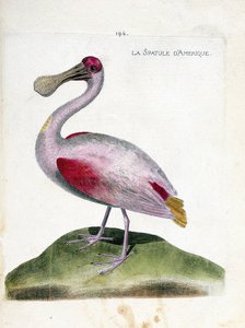 动物学图（鸟类学）。美洲抹茶（粉红抹茶或platalea ajaja）。弗朗索瓦-尼古拉-马丁内特（1731-1800）的《鸟类的历史，以它们的出现和敏感方面来描绘》中的插图。私人收藏。 作者 弗朗索瓦·尼古拉斯·马丁内