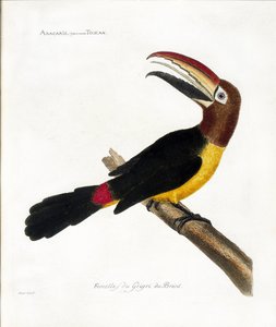 动物学图（鸟类学）。秃头巨嘴鸟（绿头巨嘴鸟或pteroglossus viridis 作者 弗朗索瓦·尼古拉斯·马丁内