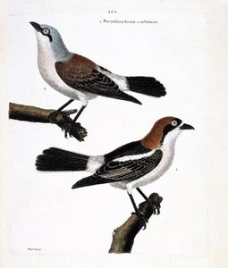动物学图（鸟类学）。底部：红头䴓（lanius senator）和它的雌鸟（grieche ecorcheur或lanius collurio）在上层分支上。 作者 弗朗索瓦·尼古拉斯·马丁内