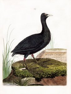 动物学图（鸟类学）。库特或摩泽尔（Macroule cot或fulica atra）。弗朗索瓦-尼古拉-马丁内特（1731-1800）的《鸟类的历史，在它们的外观和敏感方面的绘画》中的插图。私人收藏。 作者 弗朗索瓦·尼古拉斯·马丁内