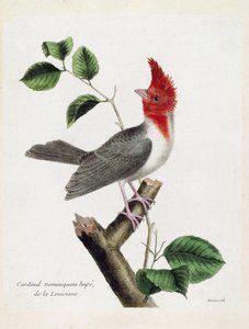 动物学图（鸟类学）。多米尼加红衣主教胡佩（parare huppe或paroaria coronata）在树枝上。弗朗索瓦-尼古拉-马丁内特（1731-1800）的《鸟类的历史，以它们的出现和敏感方面来描绘》中的插图。私人收藏
