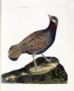 动物学图（鸟类学）。鹧鸪（Francolin noir或Francolinus francolinus）。弗朗索瓦-尼古拉-马丁内特（1731-1800）的《鸟类的历史，以它们的外表和敏感的方面来描绘》中的插图。私人收藏。 作者 弗朗索瓦·尼古拉斯·马丁内