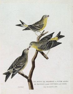 动物学图表（鸟类学）。从上到下：树枝上的鲁西荣鸟（serin Cini或serinus serinus）、普罗旺斯鸟（venturon montagnard或serinus citrinella）和其他普罗旺斯鸟。在《鸟类的历史》中的插图，P 作者 弗朗索瓦·尼古拉斯·马丁内