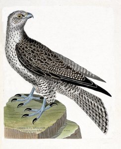 动物学图（鸟类学）。冰岛的gerfault（gerfaut falcon或falco rusticolus）。弗朗索瓦-尼古拉-马丁内特（1731-1800）的《鸟类的历史，在它们的出现和敏感方面的绘画》中的插图。私人收藏。 作者 弗朗索瓦·尼古拉斯·马丁内
