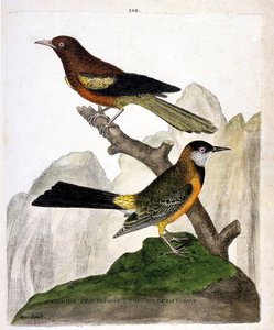 动物学图（鸟类学）。伊利诺伊黑鸟（巴尔的摩黄鹂或icterius bonana）和圭亚那黑鸟（马提尼克黄鹂或icterius bonana）在一个树枝上。插图见 "鸟类的历史，以它们的出现和敏感的方面来描绘"，作者是 作者 弗朗索瓦·尼古拉斯·马丁内