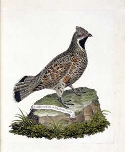 动物学图表（鸟类学）。La gelinotte de France male（gelinotte des bois或bonasia bonasia）。弗朗索瓦-尼古拉-马丁内特（1731-1800）的《鸟类的历史，在它们的外观和敏感方面的绘画》的插图。私人收藏。 作者 弗朗索瓦·尼古拉斯·马丁内