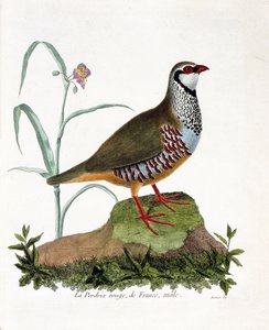 动物学图（鸟类学）。La partridge rouge de France，雄性（红色鹧鸪或alectoris rufa）。弗朗索瓦-尼古拉-马丁内特（1731-1800）的《鸟类的历史，在它们的外观和敏感方面的绘画》的插图。私人收藏。 作者 弗朗索瓦·尼古拉斯·马丁内