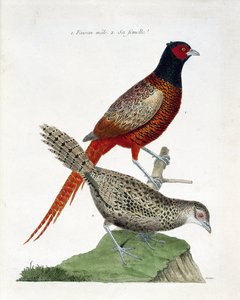 动物学图（鸟类学）。雄性野鸡和雌性野鸡（colchid pheasant或Phasianus colchicus）。弗朗索瓦-尼古拉-马丁内特（1731-1800）的《鸟类的历史，在它们的外表和敏感方面的绘画》中的插图。私人收藏。 作者 弗朗索瓦·尼古拉斯·马丁内