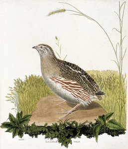 动物学图（鸟类学）。雄性鹌鹑（ble quail或coturnix coturnix）。弗朗索瓦-尼古拉-马丁内特（1731-1800）的《鸟类的历史，在它们的外表和敏感方面的绘画》中的插图。私人收藏。 作者 弗朗索瓦·尼古拉斯·马丁内
