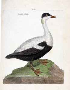 动物学图（鸟类学）。北方的鹅或凫鸟（Eider a duvet or somateria mollissima）。弗朗索瓦-尼古拉-马丁内特（1731-1800）的《鸟类的历史，在它们的外观和敏感方面的绘画》中的插图。私人收藏。 作者 弗朗索瓦·尼古拉斯·马丁内