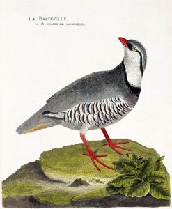动物学图（鸟类学）。Bartavelle（鹧鸪或Alectoris graeca）。弗朗索瓦-尼古拉-马丁内特（1731-1800）的《鸟类的历史，在它们的外观和敏感方面的绘画》的插图。私人收藏。 作者 弗朗索瓦·尼古拉斯·马丁内