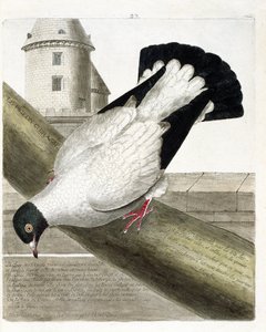 动物学图（鸟类学）。战舰鸽（columba livia）。弗朗索瓦-尼古拉-马丁内特（1731-1800）的《鸟类的历史，以它们的出现和敏感的方面来描绘》中的插图。私人收藏。 作者 弗朗索瓦·尼古拉斯·马丁内