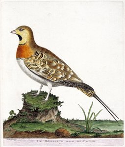 动物学图（鸟类学）。比利牛斯山脉的雄性gelinotte（Ganga cata或pterocles alchata）。弗朗索瓦-尼古拉-马丁内特（1731-1800）的《鸟类的历史，在它们的外观和敏感方面的绘画》中的插图。私人收藏。 作者 弗朗索瓦·尼古拉斯·马丁内