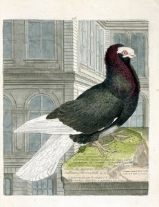 动物学图（鸟类学）。nonan或capuchone鸽子（矮小的鸽子或columba livia）。弗朗索瓦-尼古拉-马丁内特（1731-1800）的《鸟类的历史，以它们的外表和敏感的方面来描绘》中的插图。私人收藏。 作者 弗朗索瓦·尼古拉斯·马丁内