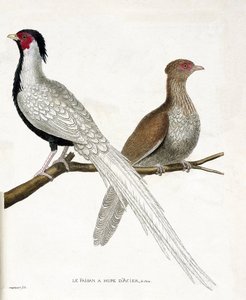 动物学图（鸟类学）。雉鸡有一个中国的钢胡贝，它的雌性（银雉或Lophura nycthemera）在一个树枝上。弗朗索瓦-尼古拉-马尔蒂《鸟类的历史，在它们的出现和敏感方面的画法》中的插图 作者 弗朗索瓦·尼古拉斯·马丁内