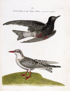 动物学图（鸟类学）：飞行中的黑海燕（海燕或黑矮人或chlidonias niger）和斑海燕（moustac guifette或chlidonias hybrida）。在 "鸟类的历史，画出它们的出现和感觉 "中的插图。 作者 弗朗索瓦·尼古拉斯·马丁内