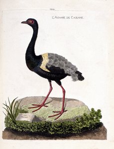 动物学图（鸟类学）：Caienne agami（小号agami或psophia crepitans）。弗朗索瓦-尼古拉-马丁内特（1731-1800）的《鸟类的历史，在它们的外观和敏感方面的绘画》中的插图。私人收藏。 作者 弗朗索瓦·尼古拉斯·马丁内