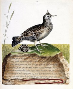 动物学图（鸟类学）：Cochevis（cochevis huppe或Galerida cristata）。弗朗索瓦-尼古拉-马丁内特（1731-1800）的《鸟类的历史，在它们的出现和敏感方面的绘画》中的插图。私人收藏。 作者 弗朗索瓦·尼古拉斯·马丁内