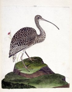 动物学图（鸟类学）：卷尾鹱（curlew ash或numenius arquata）。弗朗索瓦-尼古拉-马丁内特（1731-1800）的《鸟类的历史，在它们的出现和敏感方面的描绘》中的插图。私人收藏。 作者 弗朗索瓦·尼古拉斯·马丁内