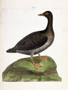 动物学图（鸟类学）：雌凫（Eider a down 或 somateria mollissima）。弗朗索瓦-尼古拉-马丁内特（1731-1800）的《鸟类的历史，以它们的外表和敏感的方面来描绘》中的插图。私人收藏。 作者 弗朗索瓦·尼古拉斯·马丁内