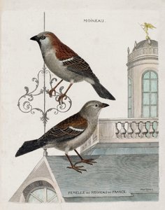 动物学图表（鸟类学）：从上到下。法国的麻雀和雌性麻雀（家雀或pass domesticus）。弗朗索瓦-尼古拉-马丁内特的《鸟类的历史，以它们的外表和敏感的方面来描绘》中的插图 作者 弗朗索瓦·尼古拉斯·马丁内