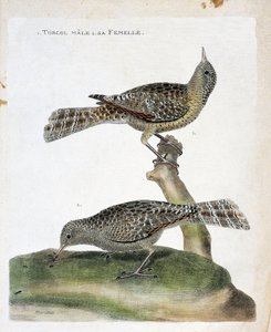 动物学图（鸟类学）：从上到下。雄鸟和其雌鸟（Torcol Fourmilier或Jynx torquilla）。弗朗索瓦-尼古拉-马丁内特（1731-1800）的《鸟类的历史，在它们的外观和敏感方面的描绘》中的插图。 作者 弗朗索瓦·尼古拉斯·马丁内