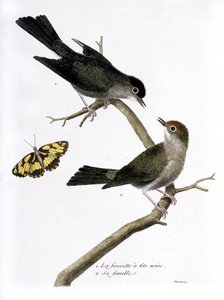 动物学图（鸟类学）：从上到下：黑头鹰和它的雌鸟（Sylvia atricapilla）在一个树枝上。弗朗索瓦-尼古拉-马丁内特（1731-1800）的《鸟类的历史，在它们的外表和敏感方面的绘画》中的插图。P 作者 弗朗索瓦·尼古拉斯·马丁内