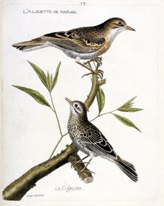 动物学图表（鸟类学）：从上到下：沼泽云雀（pipit rousseline或anthus campestris）和树枝上的cujelier（pipit farlouse或anthus pratensis）。在 "鸟类的历史，以它们的出现和敏感度来描绘 "中的插图。 作者 弗朗索瓦·尼古拉斯·马丁内