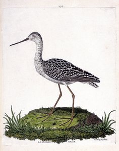 动物学图（鸟类学）：灰驳岸（红驳岸或limosa lapponica）。弗朗索瓦-尼古拉-马丁内特（1731-1800）的《鸟类的历史，在它们的出现和敏感方面的描绘》中的插图。私人收藏。 作者 弗朗索瓦·尼古拉斯·马丁内