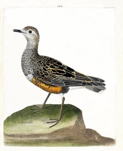 动物学图表（鸟类学）：吉尼亚德（吉尼亚德鸻或eudromias morinellus）。弗朗索瓦-尼古拉-马丁内特（1731-1800）的《鸟类的历史，以它们的出现和敏感方面来描绘》中的插图。私人收藏。 作者 弗朗索瓦·尼古拉斯·马丁内