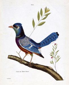 动物学图（鸟类学）：雄性暹罗鸦（蓝鸦或cyanocitta cristata）在枝头。弗朗索瓦-尼古拉-马丁内特（1731-1800）的《鸟类的历史，在它们的外观和敏感方面的绘画》中的插图。私人收藏。 作者 弗朗索瓦·尼古拉斯·马丁内