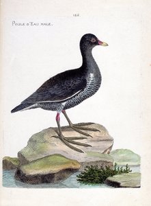 动物学图（鸟类学）：雄性水鸡（waterhen 或 gallinula chloropus）。弗朗索瓦-尼古拉-马丁内特（1731-1800）的《鸟类的历史，以它们的外表和敏感的方面来描绘》中的插图。私人收藏。 作者 弗朗索瓦·尼古拉斯·马丁内