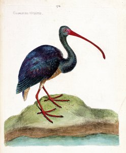 动物学图（鸟类学）：尼格里蒂的院子（朱鹮falcinelle或plegadis falcinellus）。弗朗索瓦-尼古拉-马丁内特（1731-1800）的《鸟类的历史，以它们的外表和敏感的方面来描绘》中的插图。私人收藏。 作者 弗朗索瓦·尼古拉斯·马丁内