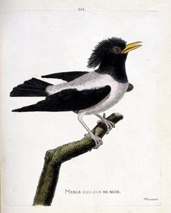 动物学图（鸟类学）：粉红色的黑鸟（红椋鸟或sturnus roseus）在树枝上。弗朗索瓦-尼古拉-马丁内特（1731-1800）的《鸟类的历史，在它们的出现和敏感方面的描绘》中的插图。私人收藏。 作者 弗朗索瓦·尼古拉斯·马丁内