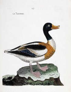 动物学图（鸟类学）：Tadorne（Tadorne de Belon或Tadorna tadorna）。弗朗索瓦-尼古拉-马丁内特（1731-1800）的《鸟类的历史，在它们的出现和敏感方面的描绘》中的插图。私人收藏。 作者 弗朗索瓦·尼古拉斯·马丁内