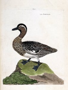 动物学图（鸟类学）：凫鱼（夏凫鱼或anas querquedula）。弗朗索瓦-尼古拉-马丁内特（1731-1800）的《鸟类的历史，在它们的出现和敏感方面的绘画》中的插图。私人收藏。 作者 弗朗索瓦·尼古拉斯·马丁内
