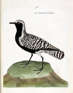 动物学图（鸟类学）：瑞士羔羊（银鸻或者说pluvialis squatarola）。弗朗索瓦-尼古拉-马丁内特（1731-1800）的《鸟类的历史，以它们的出现和敏感的方面来描绘》中的插图。私人收藏。 作者 弗朗索瓦·尼古拉斯·马丁内