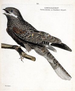 动物学图（鸟类学）：树枝上的angulvent（欧洲夜鹰或caprimulgus europaeus）。弗朗索瓦-尼古拉-马丁内特（1731-1800）的 "鸟类的历史，从它们的外观和敏感方面进行描绘 "中的插图。私人收藏 作者 弗朗索瓦·尼古拉斯·马丁内